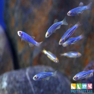 Аквариумная рыбка Данио ГлоФиш Синяя | PET.NET.UA
