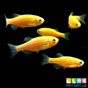 Аквариумная рыбка Данио GloFish - Желтая PET.NET.UA  красивая аквариумная рыбка