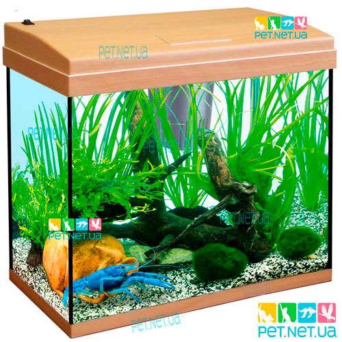 Aquarium of rectangular beech Fon1 Content 1