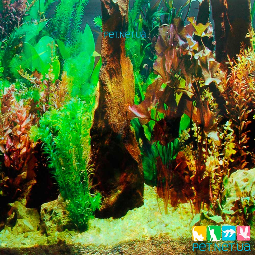 Aquarium background 60 cm 2