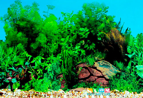 aquarium background 1049 