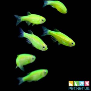 Аквариумная рыбка Данио GloFish - Зеленая | Купить аквариумную рыбку PET.NET.UA