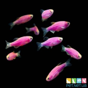 Аквариумная рыбка Данио ГлоФиш - Розовая светящиеся флуоресцентные рыбки